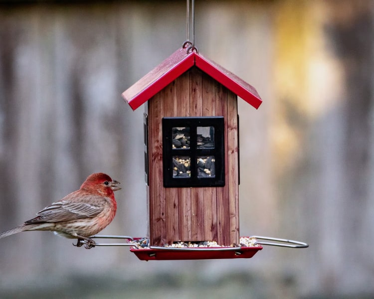 Bird Houses