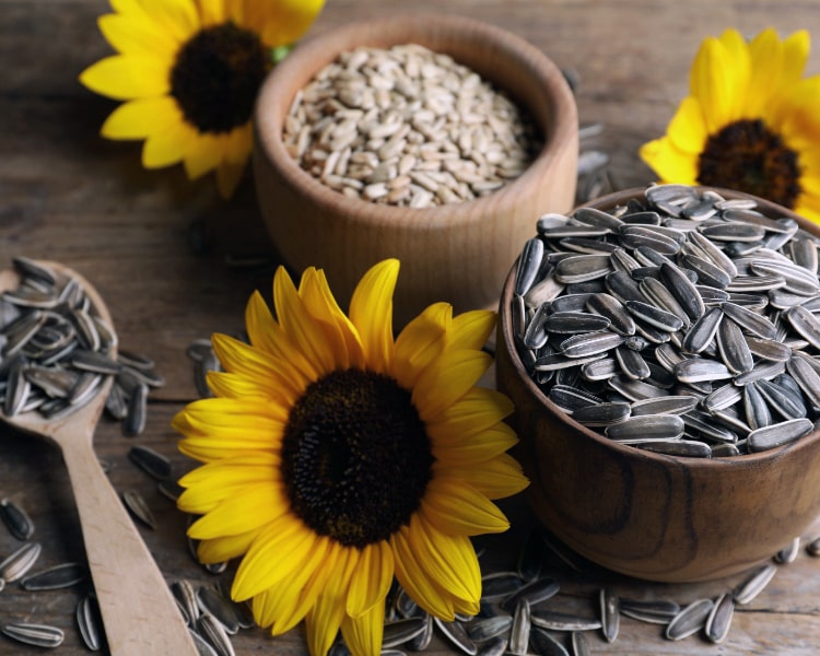 Sunflower Seed