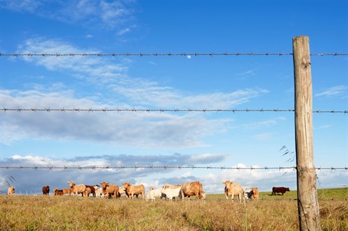 Barbed Wire