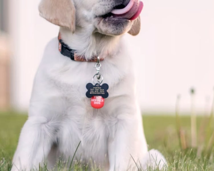 Dog Collars & Leashes